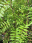 Preview: Sorbus hupehensis Rufus 3